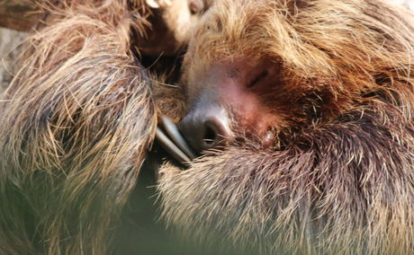 Sleeping Sloth Sleeping Sloth
