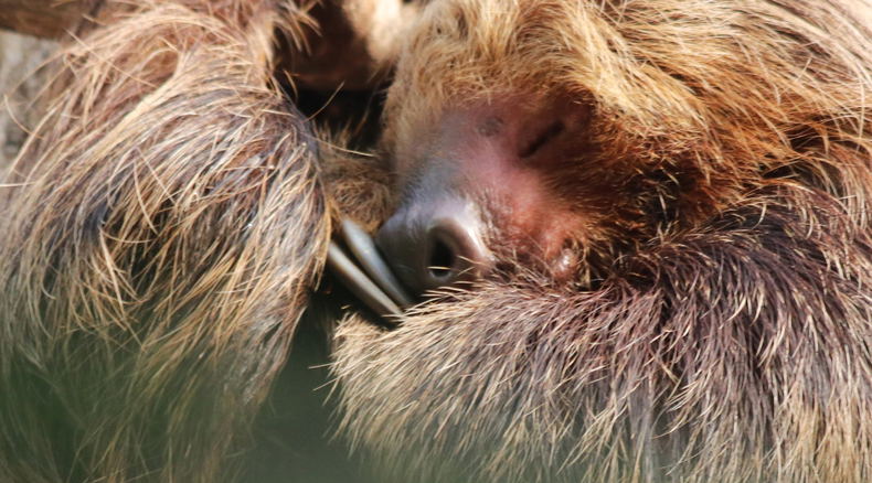 Sleeping Sloth