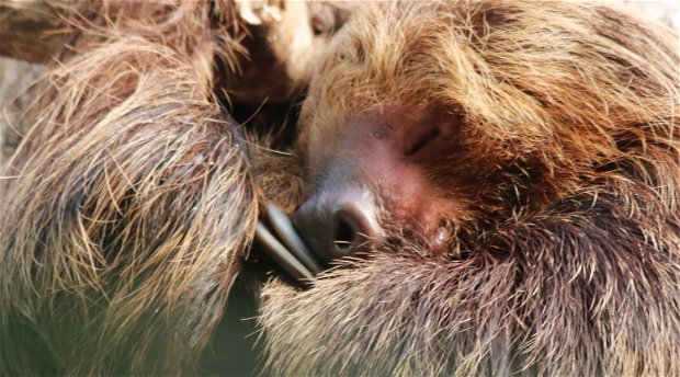 Sleeping Sloth Sleeping Sloth