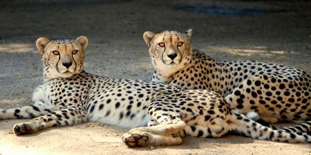 About our animals