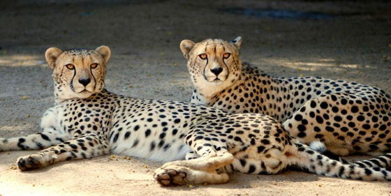 About our animals
