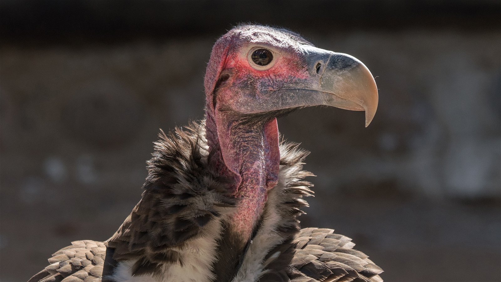 Endangered Vultures call Cango Wildlife Ranch Home - Cango