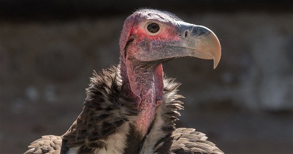 Endangered Vultures call Cango Wildlife Ranch Home - Cango