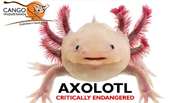 Axolotl and hook worms  : Newts and Salamanders Portal