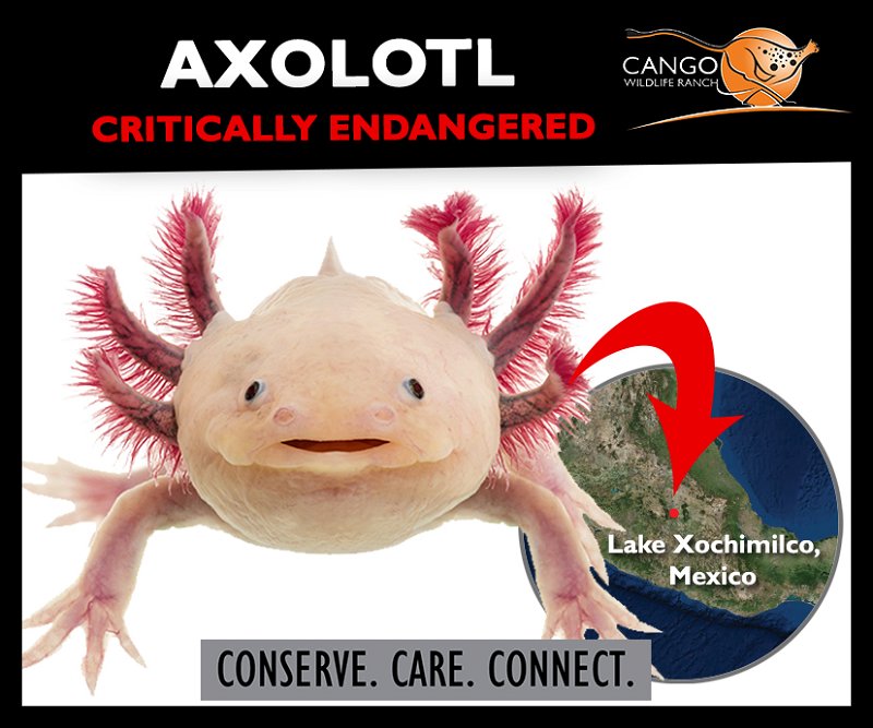 Axolotl Artsandcrafts South Africa