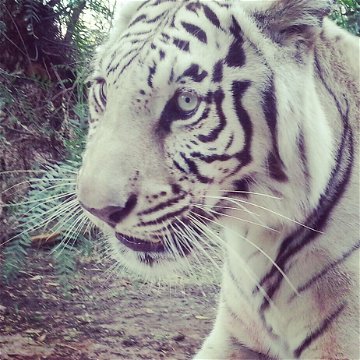 Taji, White Bengal Tiger
