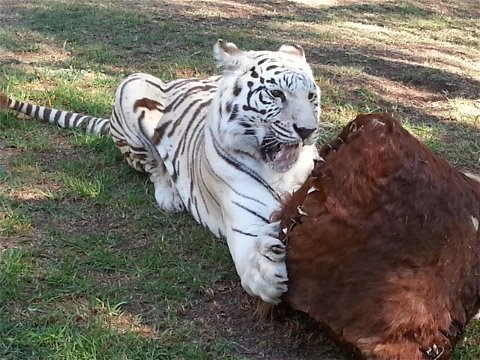 Taji, White Bengal Tiger Enrichment