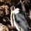 Buckets, Mud and a Marabou Stork