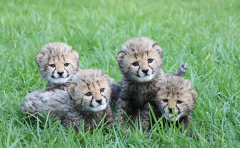Cango Wildlife Ranch - Bookings