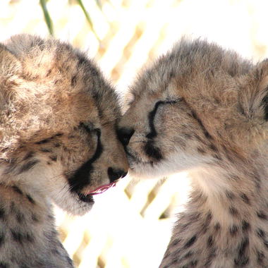 Cheetah Preservation Foundation