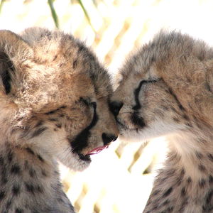 Cheetah Preservation Foundation