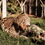 Leopard Takes Down Snake—But You’ll Never Believe What It Really Is!