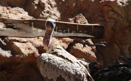 Vulture Vulture