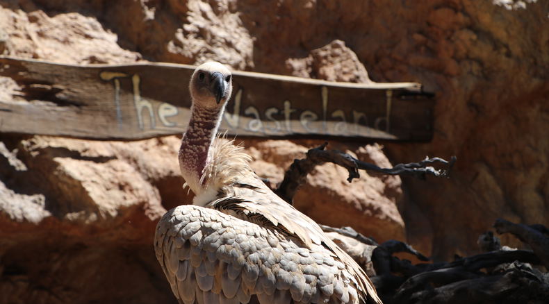 Vulture