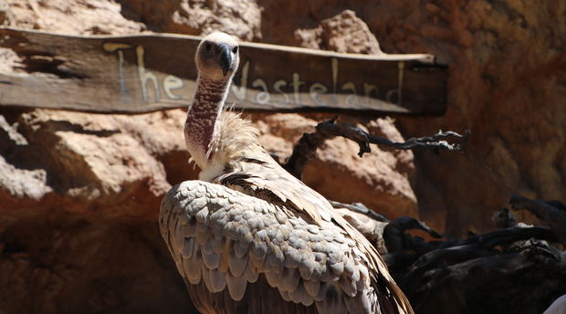 Vulture Vulture