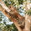 Queen Of The Canopy