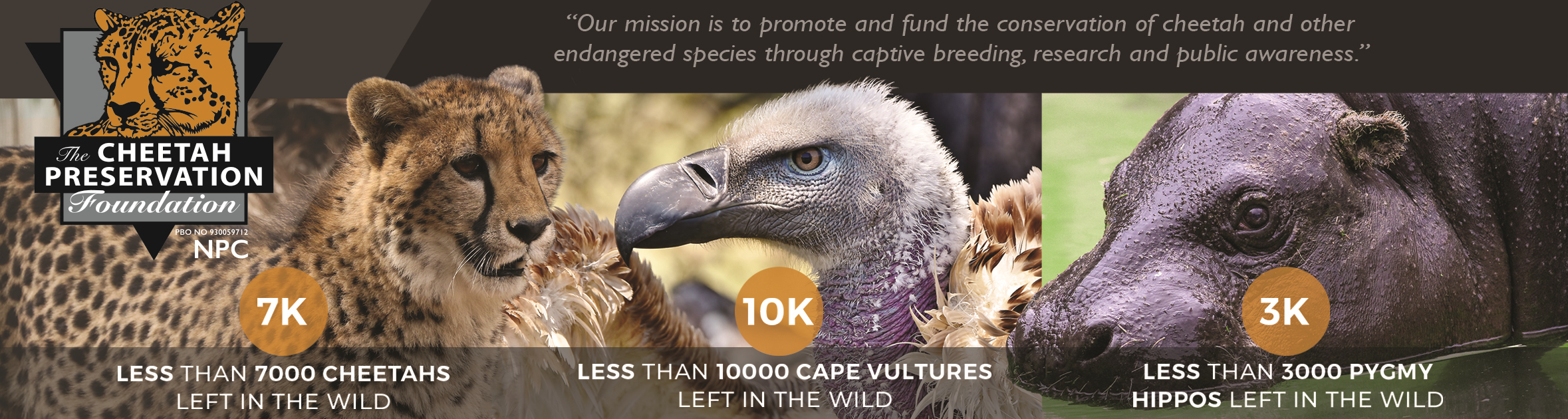 The Cheetah Preservation Foundation