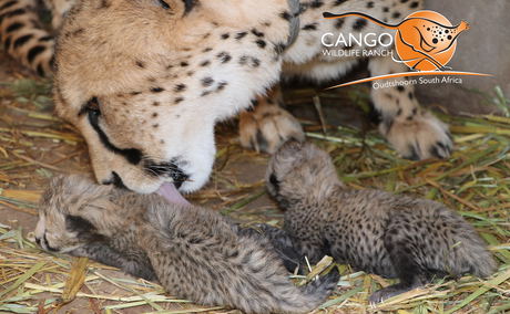 Cheetah Mom Cheetah Mom