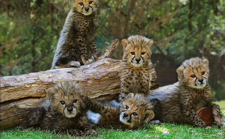 cheetah, cheetah cubs, conservation, vulnerable animals, cats, wild cats, African animals, cubs