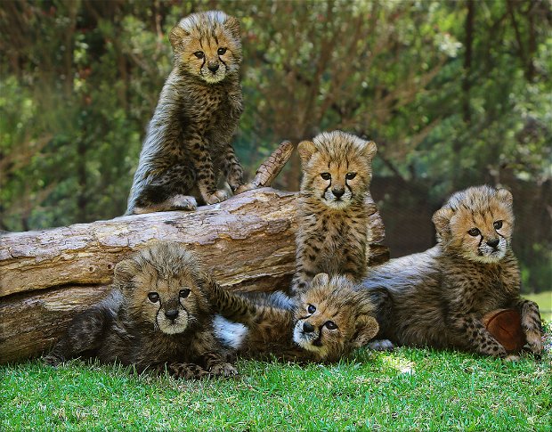 cheetah, cheetah cubs, conservation, vulnerable animals, cats, wild cats, African animals, cubs