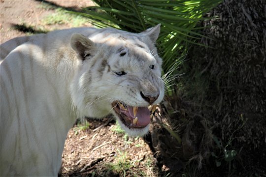 Nevada, Snow White Bengal Tiger