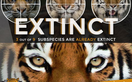 International Tiger Day International Tiger Day
