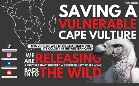 Rehabilitated Vulture Release 