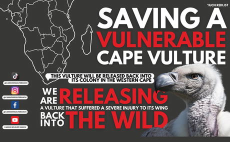 Rehabilitated Vulture Release Rehabilitated Vulture Release