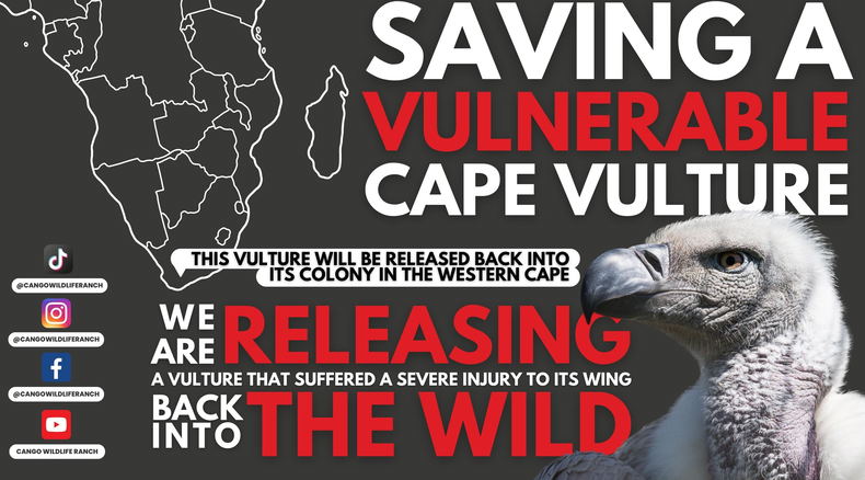 Rehabilitated Vulture Release 