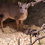 Little Blue Duiker - He or She?