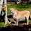 The Importance of Enrichment at Cango Wildlife