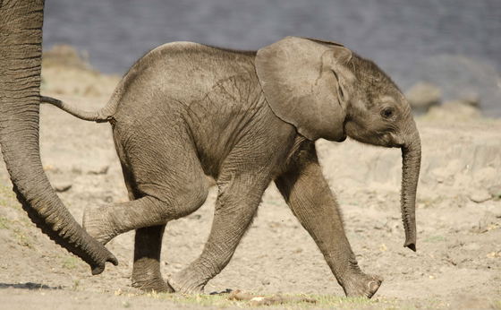 Chobe Full Day Safari
