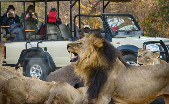 Chobe Game Drive Safari