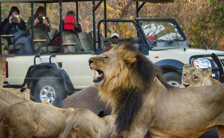 Chobe Game Drive Safari