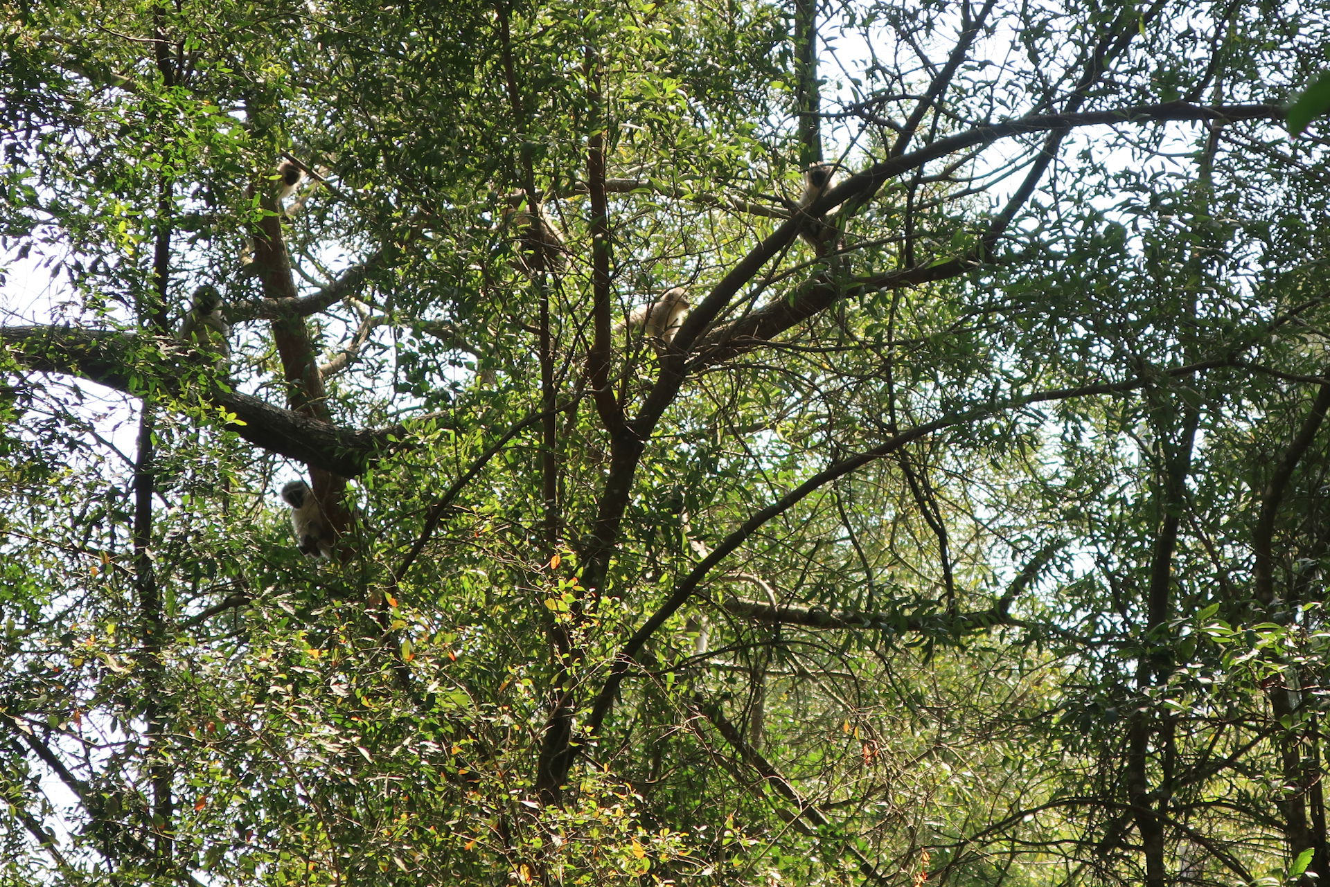 Forest Treetop Tents