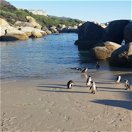 Penguins at Boulders Beach short walk from Seagetaway 