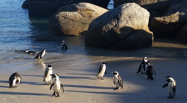 SEAgetaway Accommodation Simonstown is a short walk from Boulders Beach Penguin Colony
