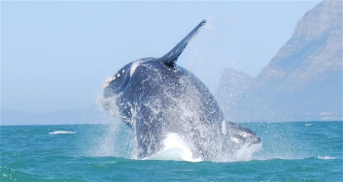 Whales in False Bay near Seagetaway Accommodation