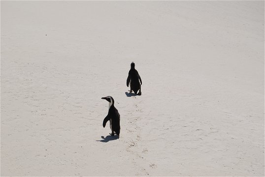 Penguins at Boulders Beach near SEagetaway Simon's Town South Africa