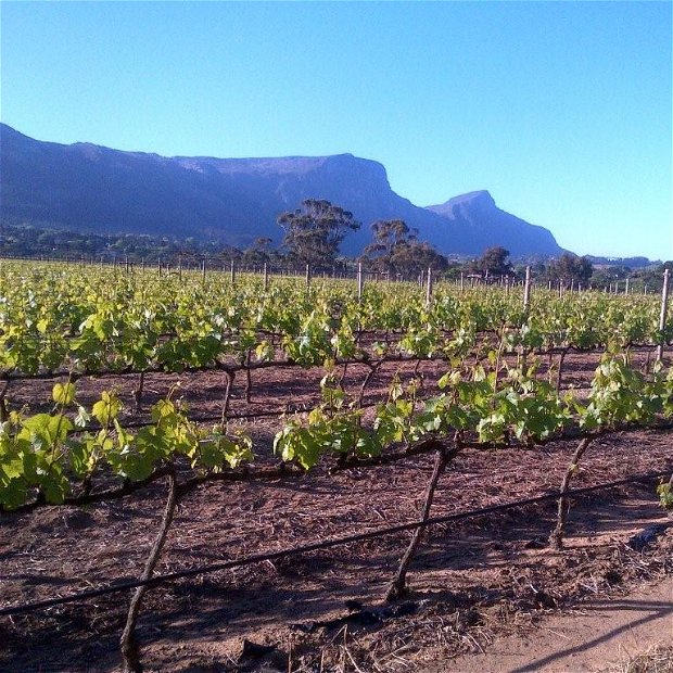 Constantia Wine Route. The Cape's oldest wine yards