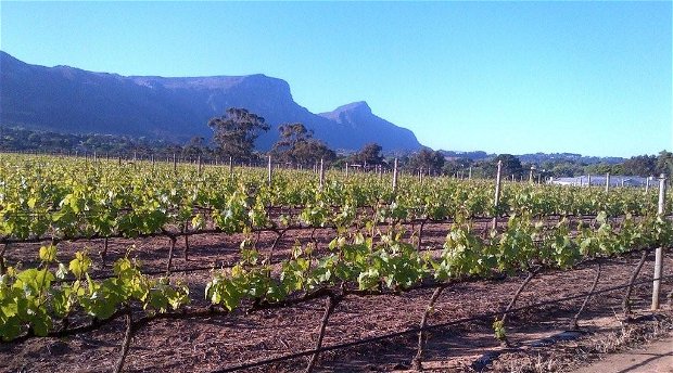 Constantia Wine Route. The Cape's oldest wine yards