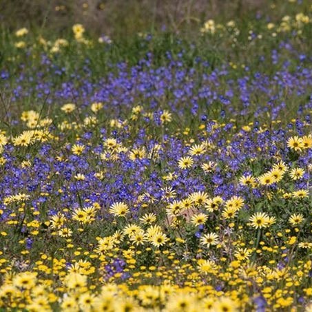 Namaqualand flowers