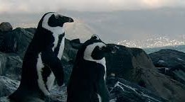 Boulders beach -  Penguins