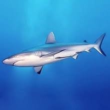 Shark Shark