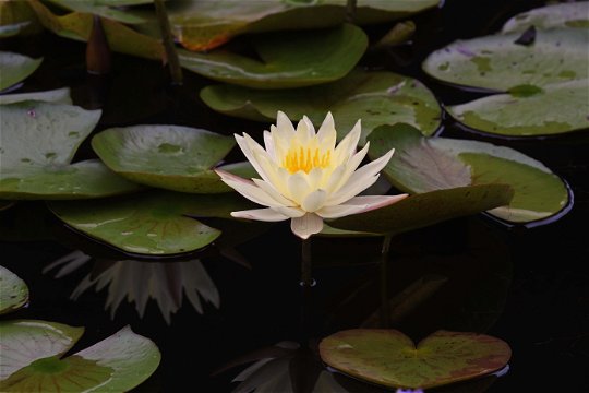 Lily Pond's nature