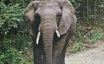 KNYSNA'S ONGELUKBARE OLIFANT TOONT ZELF WEER KNYSNA'S ONGELUKBARE OLIFANT TOONT ZELF WEER
