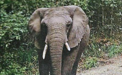 KNYSNA'S ONGELUKBARE OLIFANT TOONT ​​ZELF WEER