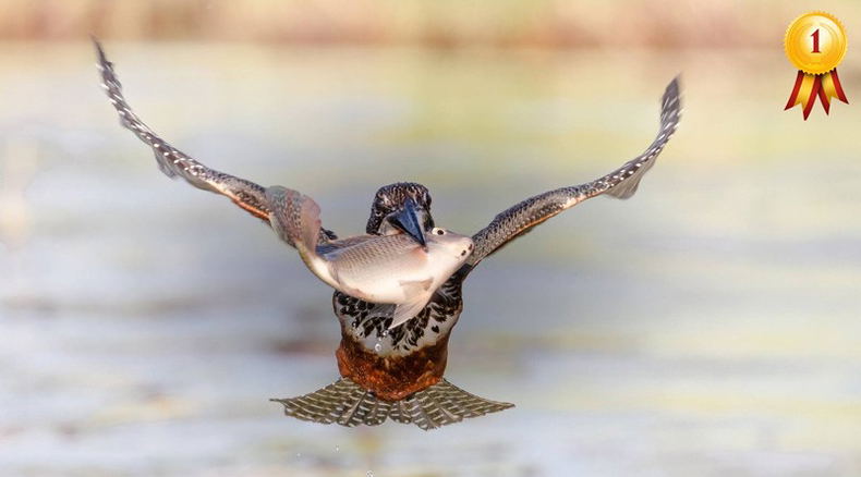 Kingfisher - Simon Beevers Kingfisher - Simon Beevers