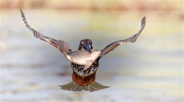 wildlife photography competition Kruger Park wildlife photography competition Kruger Park