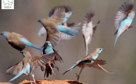 birding photography sunken hides